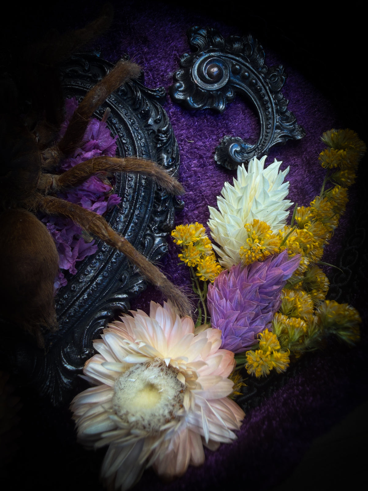 Handmade gothic shadowbox with real tarantula, silver heart frame, violet rose details, black lace and purple velvet | Morbid Oddities