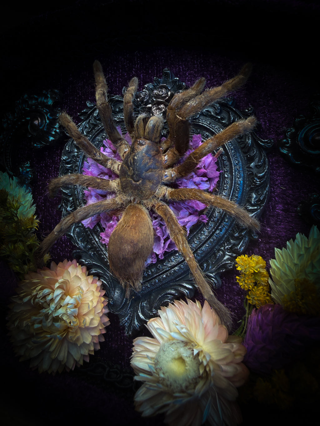 Handmade gothic shadowbox with real tarantula, silver heart frame, violet rose details, black lace and purple velvet | Morbid Oddities