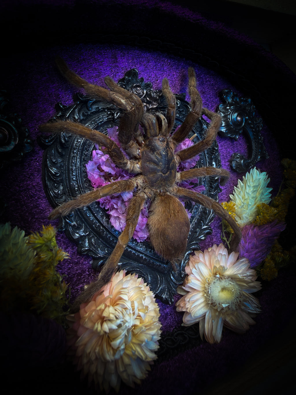 Handmade gothic shadowbox with real tarantula, silver heart frame, violet rose details, black lace and purple velvet | Morbid Oddities
