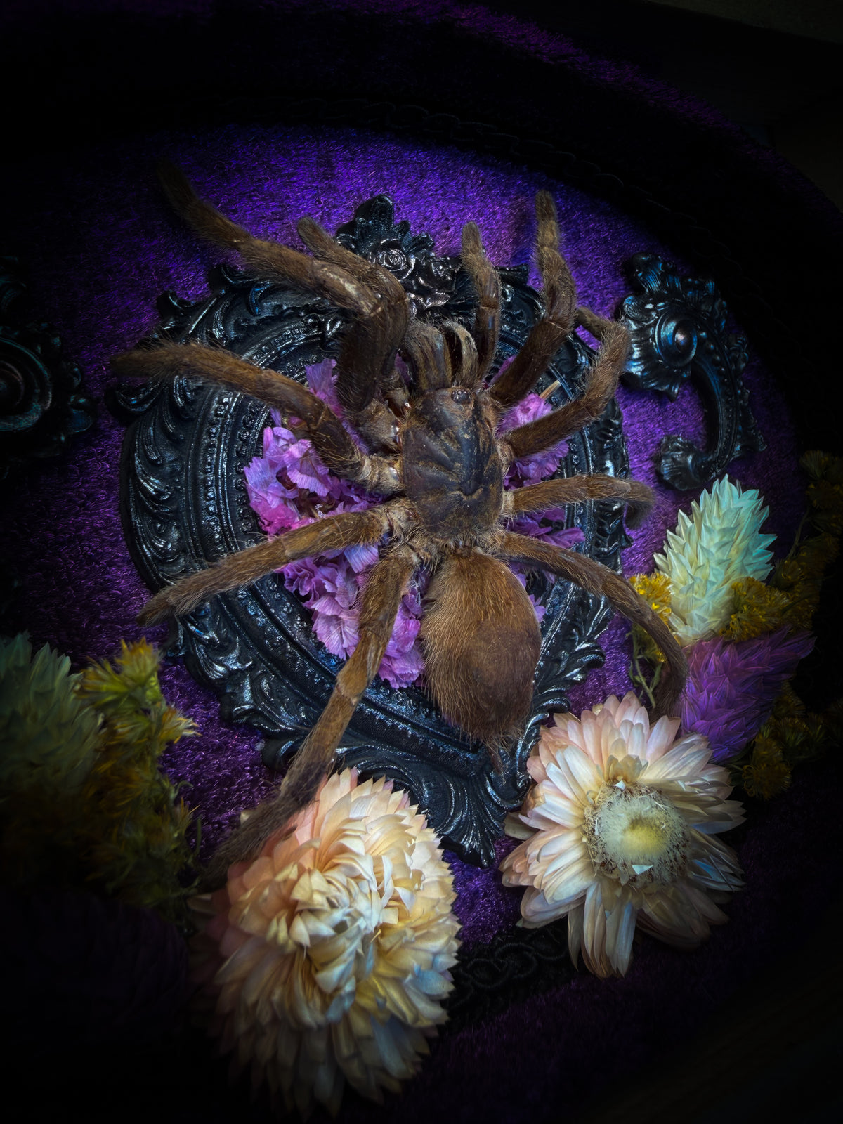 Handmade gothic shadowbox with real tarantula, silver heart frame, violet rose details, black lace and purple velvet | Morbid Oddities
