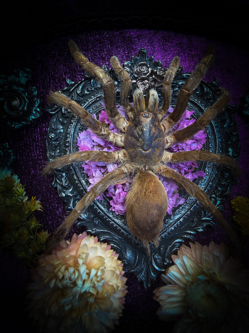 Handmade gothic shadowbox with real tarantula, silver heart frame, violet rose details, black lace and purple velvet | Morbid Oddities