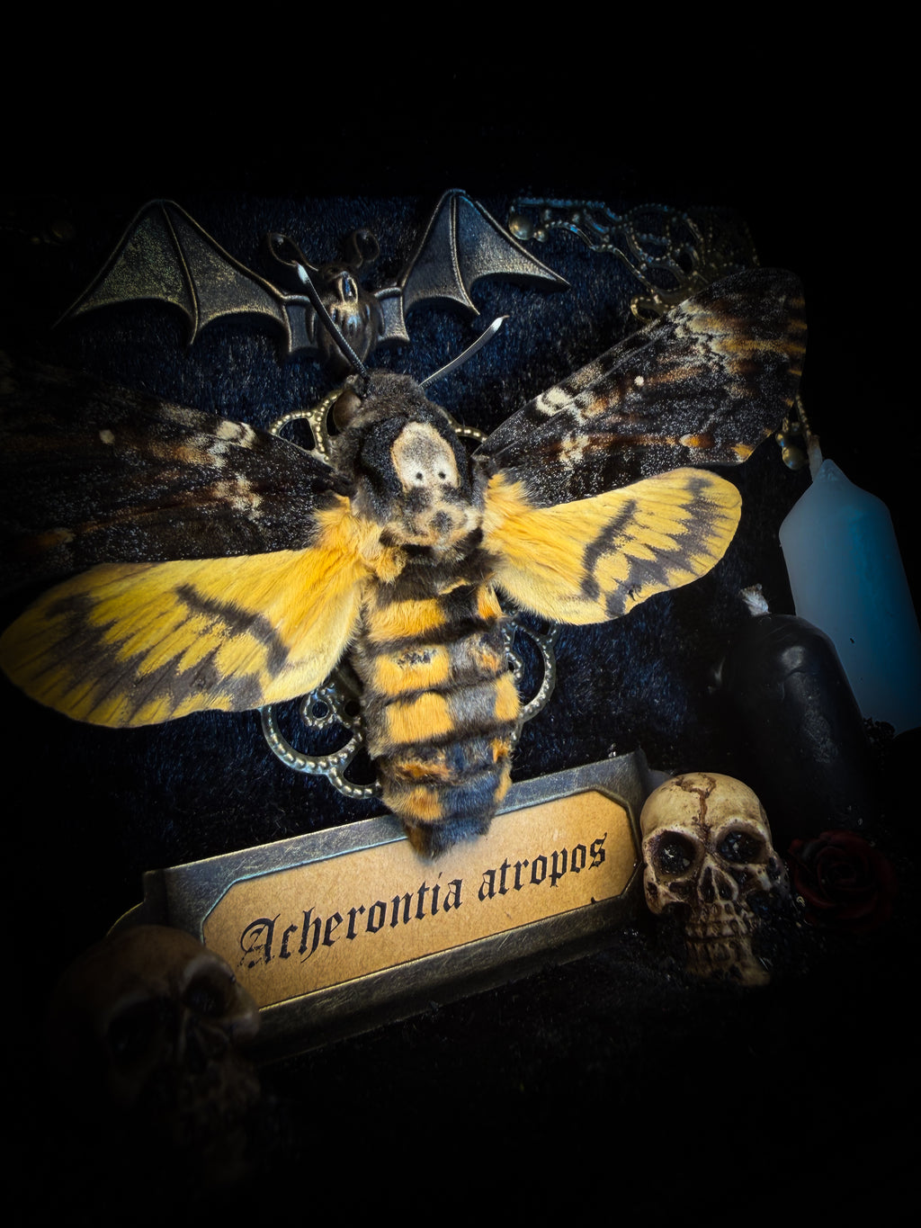Handmade gothic shadowbox with real Acherontia atropos death's-head hawk-moth, skulls, wax roses and gold bat in ornate black and gold frame | Morbid Oddities
