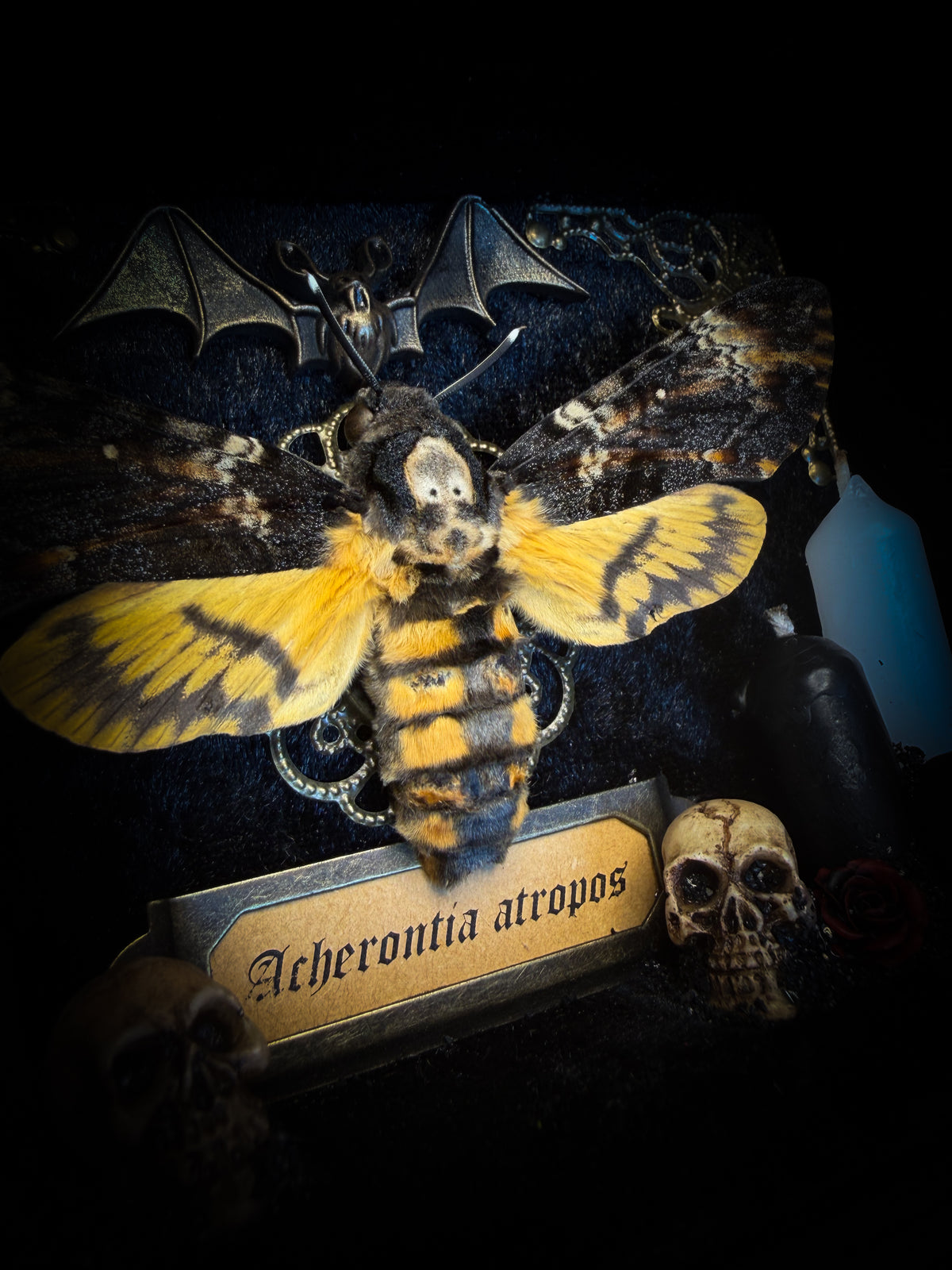 Handmade gothic shadowbox with real Acherontia atropos death's-head hawk-moth, skulls, wax roses and gold bat in ornate black and gold frame | Morbid Oddities