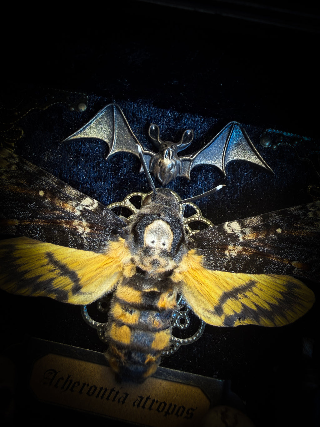 Handmade gothic shadowbox with real Acherontia atropos death's-head hawk-moth, skulls, wax roses and gold bat in ornate black and gold frame | Morbid Oddities