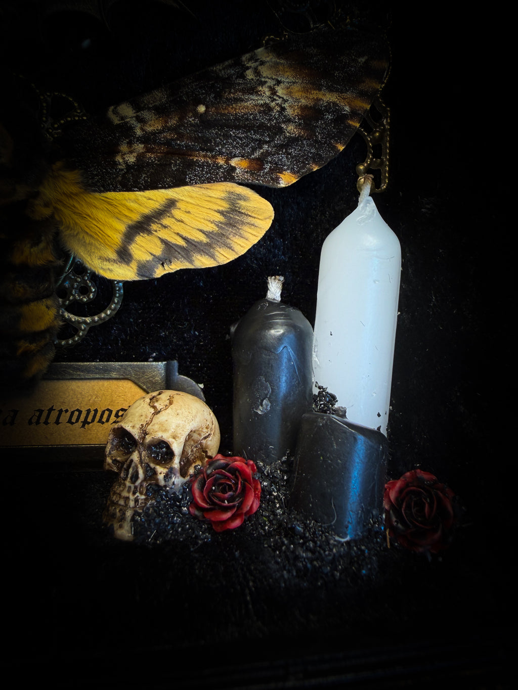 Handmade gothic shadowbox with real Acherontia atropos death's-head hawk-moth, skulls, wax roses and gold bat in ornate black and gold frame | Morbid Oddities