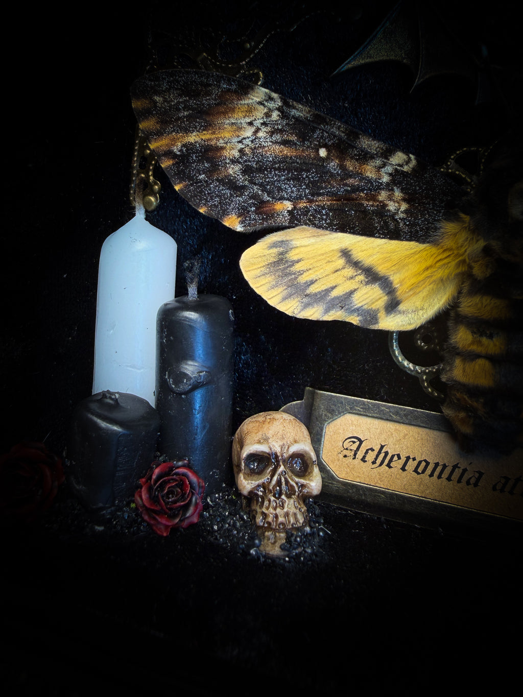 Handmade gothic shadowbox with real Acherontia atropos death's-head hawk-moth, skulls, wax roses and gold bat in ornate black and gold frame | Morbid Oddities