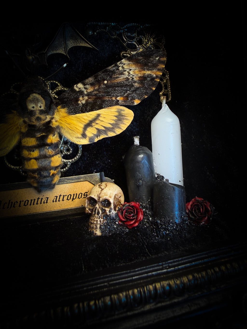 Handmade gothic shadowbox with real Acherontia atropos death's-head hawk-moth, skulls, wax roses and gold bat in ornate black and gold frame | Morbid Oddities