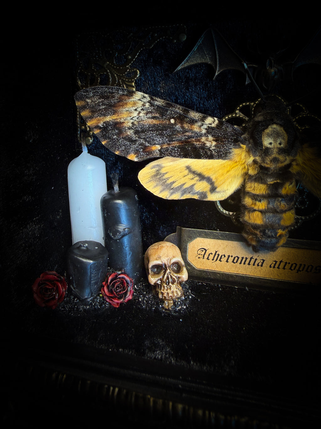 Handmade gothic shadowbox with real Acherontia atropos death's-head hawk-moth, skulls, wax roses and gold bat in ornate black and gold frame | Morbid Oddities