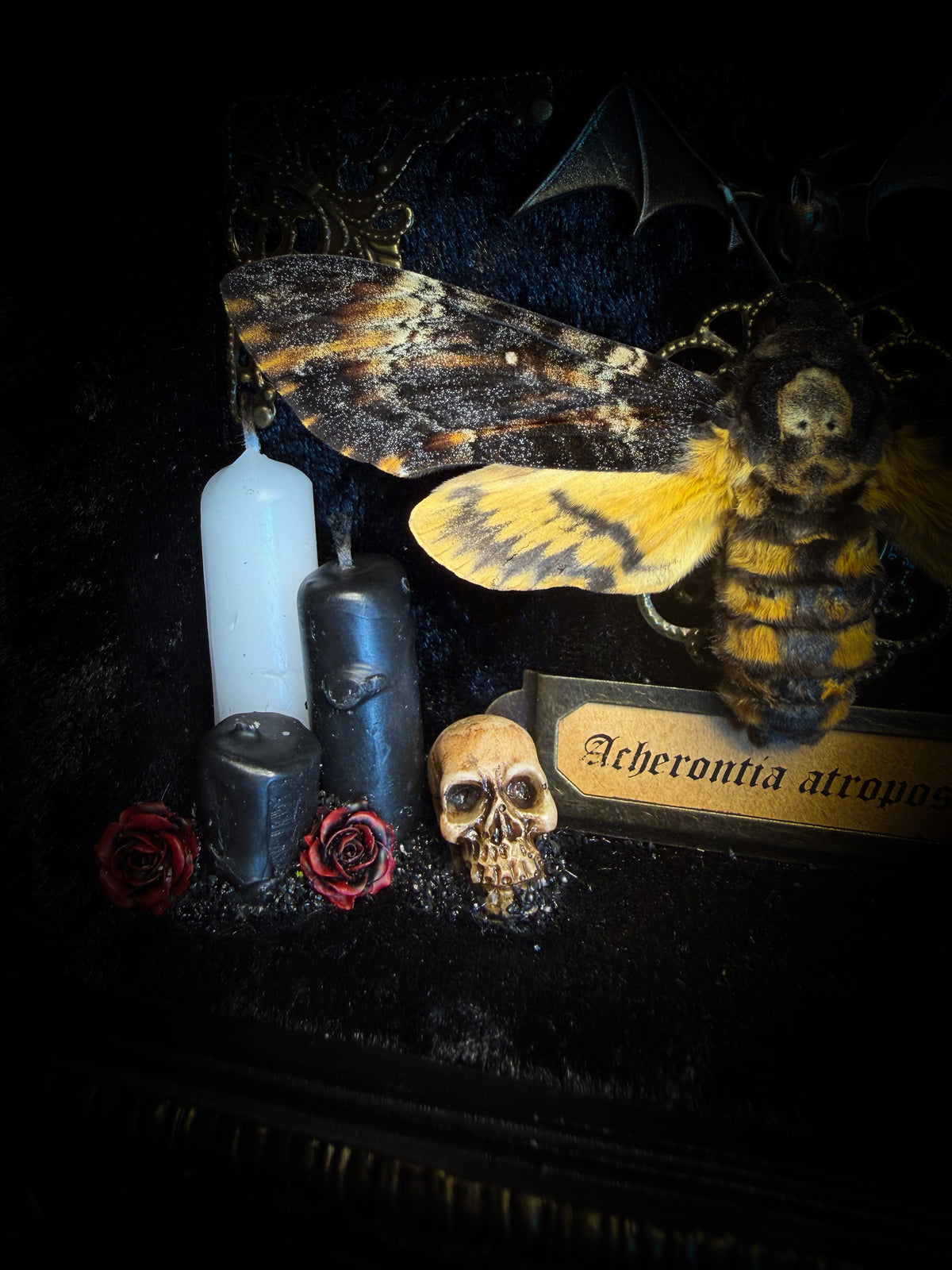 Handmade gothic shadowbox with real Acherontia atropos death's-head hawk-moth, skulls, wax roses and gold bat in ornate black and gold frame | Morbid Oddities