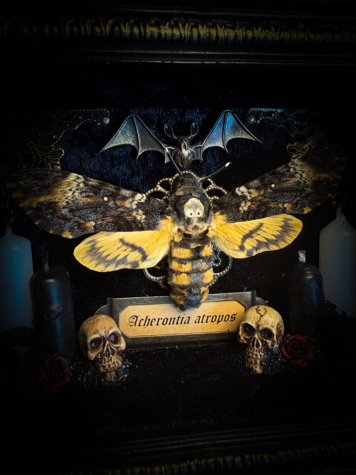 Handmade gothic shadowbox with real Acherontia atropos death's-head hawk-moth, skulls, wax roses and gold bat in ornate black and gold frame | Morbid Oddities
