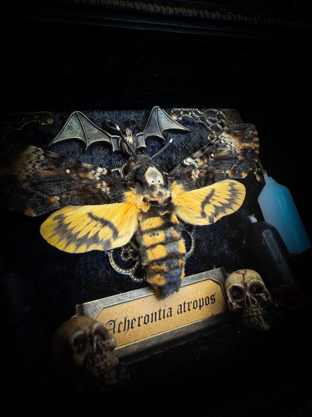 Handmade gothic shadowbox with real Acherontia atropos death's-head hawk-moth, skulls, wax roses and gold bat in ornate black and gold frame | Morbid Oddities