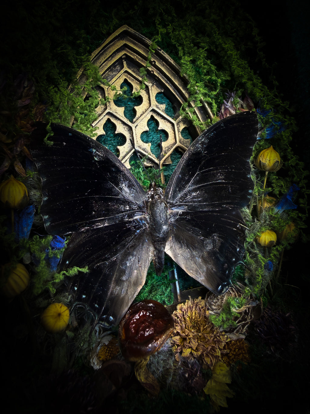 Handmade gothic shadowbox with preserved Charaxes ethalion butterfly, mosses and fungi in ornate gold frame with gothic tracery | Morbid Oddities