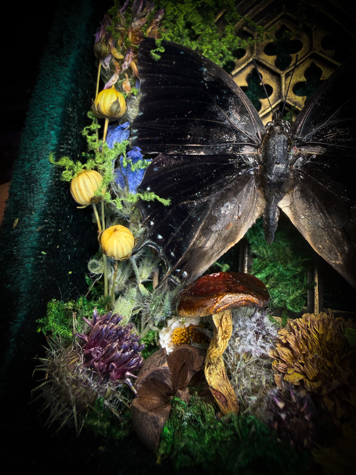 Handmade gothic shadowbox with preserved Charaxes ethalion butterfly, mosses and fungi in ornate gold frame with gothic tracery | Morbid Oddities