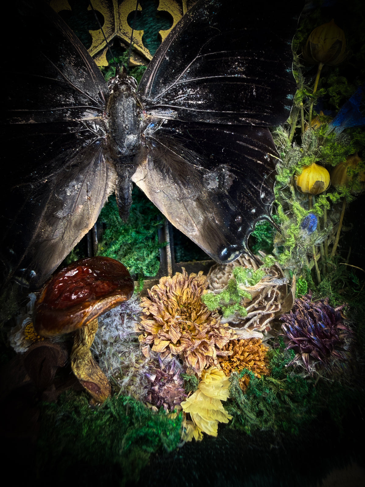 Handmade gothic shadowbox with preserved Charaxes ethalion butterfly, mosses and fungi in ornate gold frame with gothic tracery | Morbid Oddities