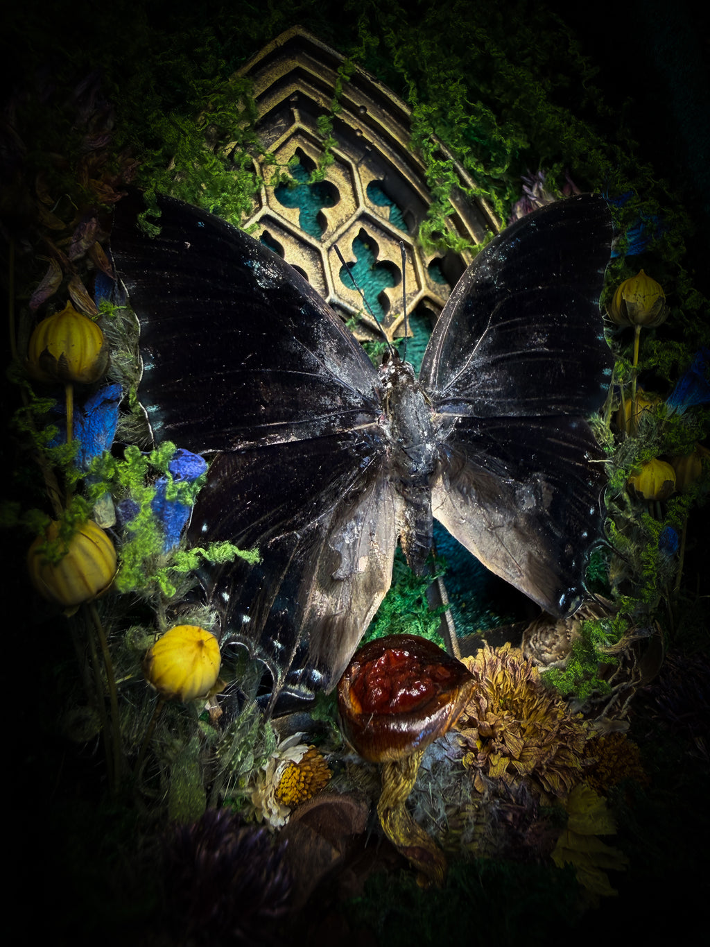 Handmade gothic shadowbox with preserved Charaxes ethalion butterfly, mosses and fungi in ornate gold frame with gothic tracery | Morbid Oddities