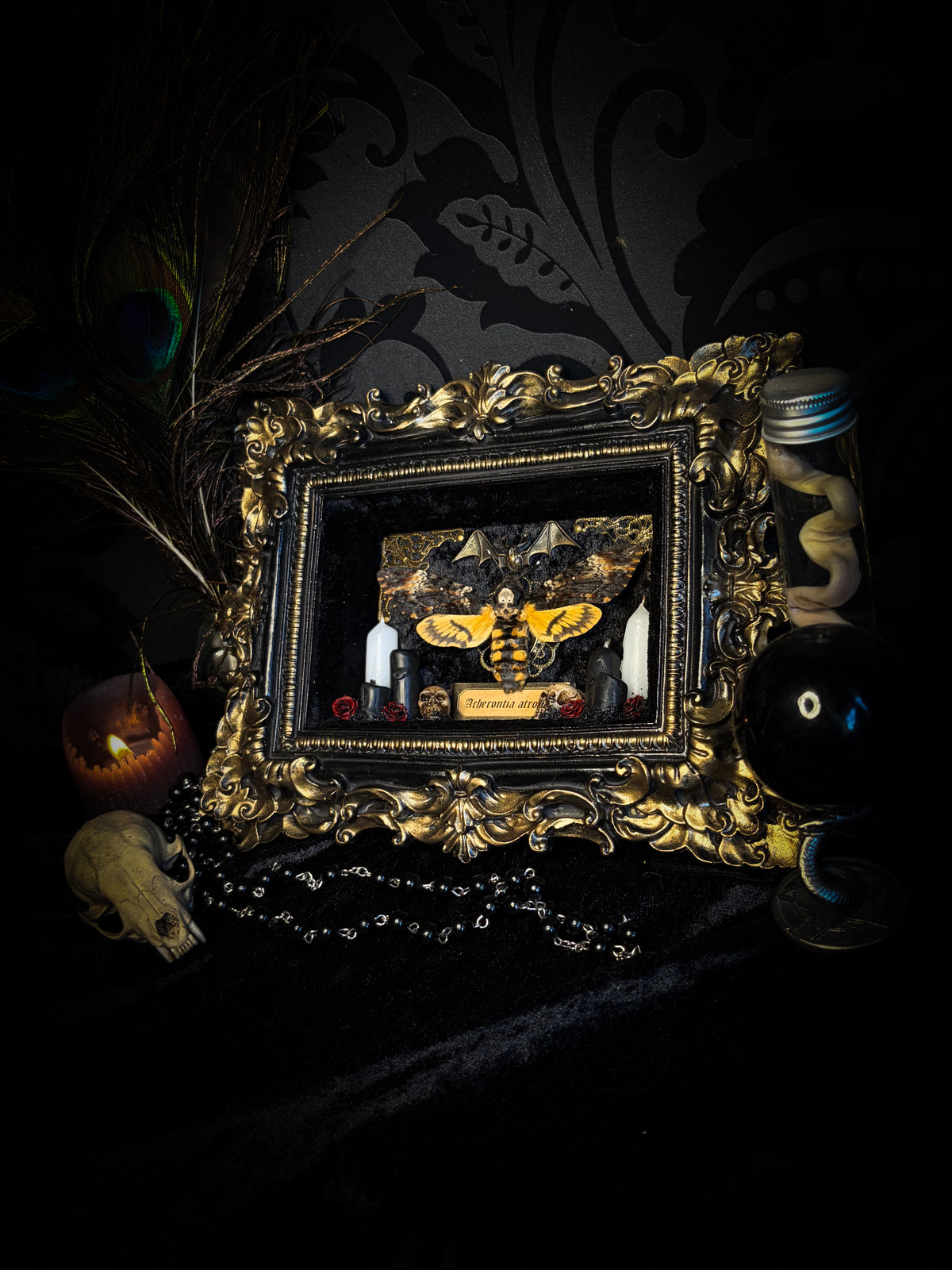 Handmade gothic shadowbox with real Acherontia atropos death's-head hawk-moth, skulls, wax roses and gold bat in ornate black and gold frame | Morbid Oddities