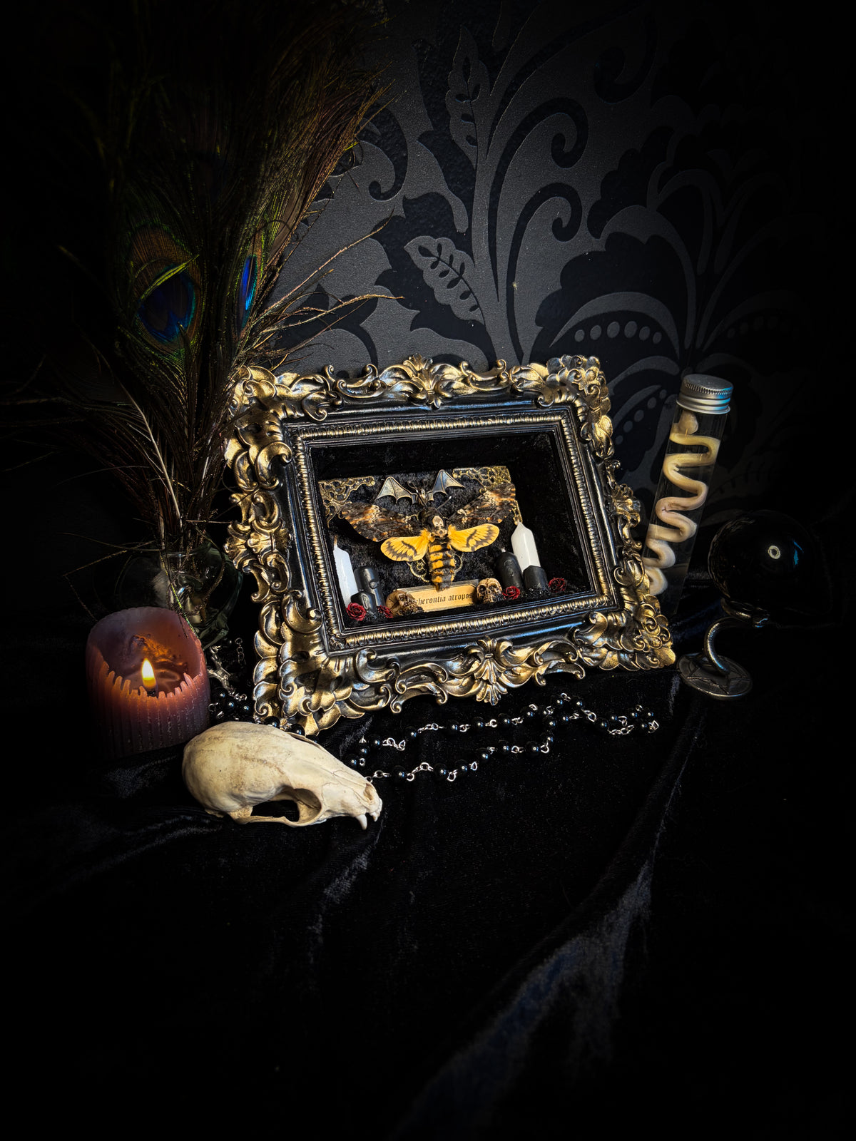 Handmade gothic shadowbox with real Acherontia atropos death's-head hawk-moth, skulls, wax roses and gold bat in ornate black and gold frame | Morbid Oddities