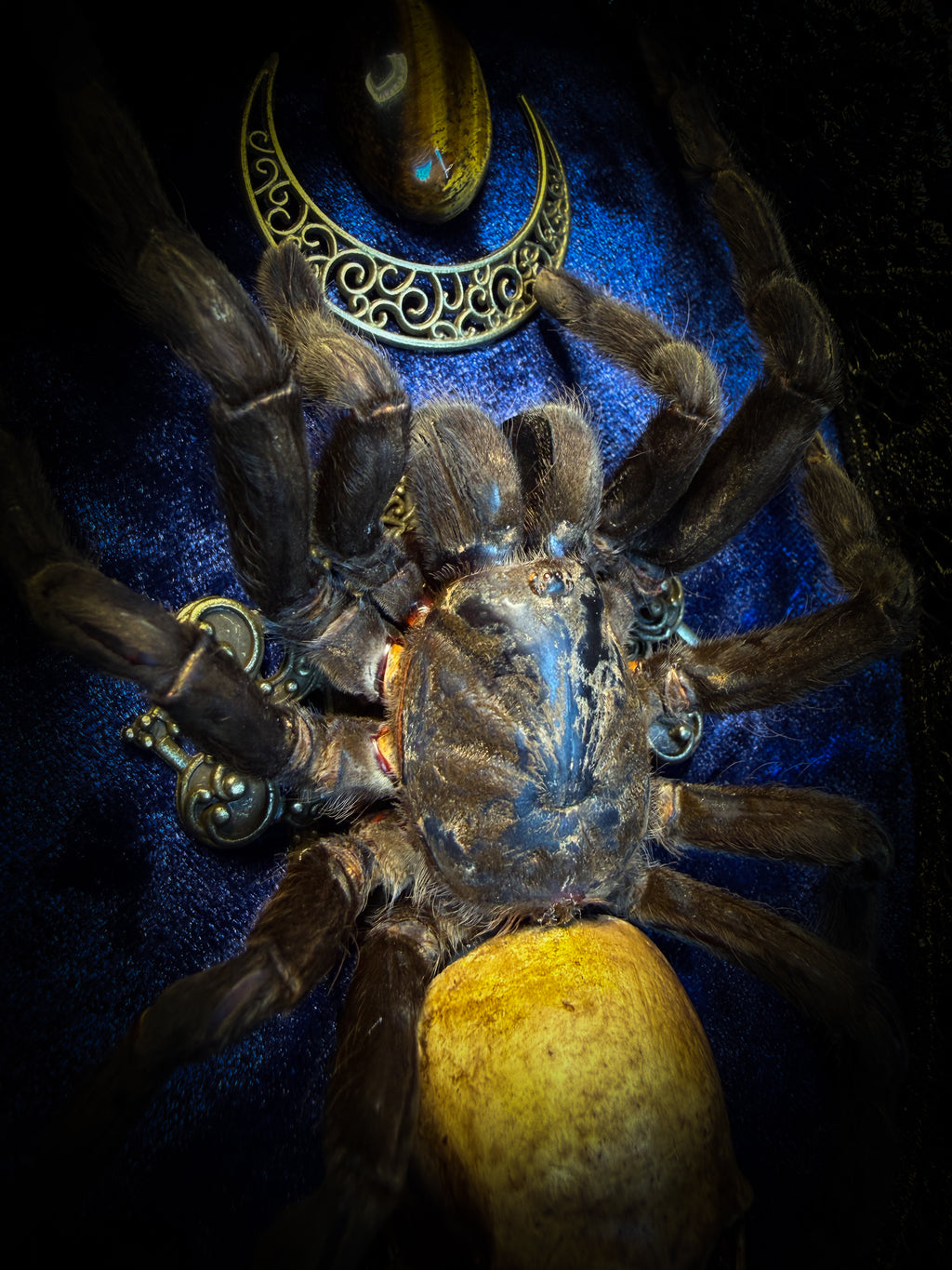 Handmade gothic shadowbox with real tarantula, hand-cast skull, crescent moon and tiger's eye, navy velvet | Morbid Oddities