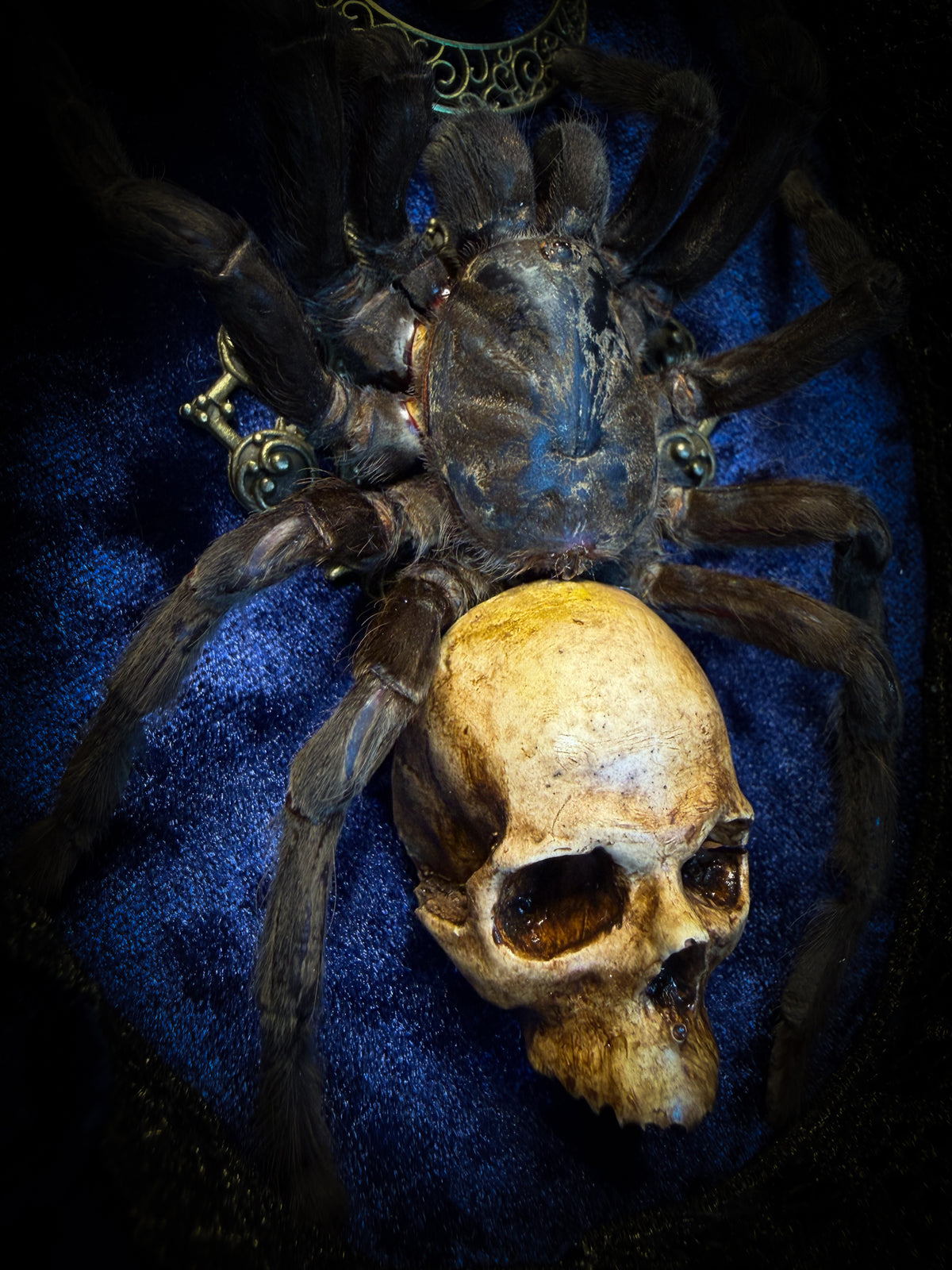 Handmade gothic shadowbox with real tarantula, hand-cast skull, crescent moon and tiger's eye, navy velvet | Morbid Oddities