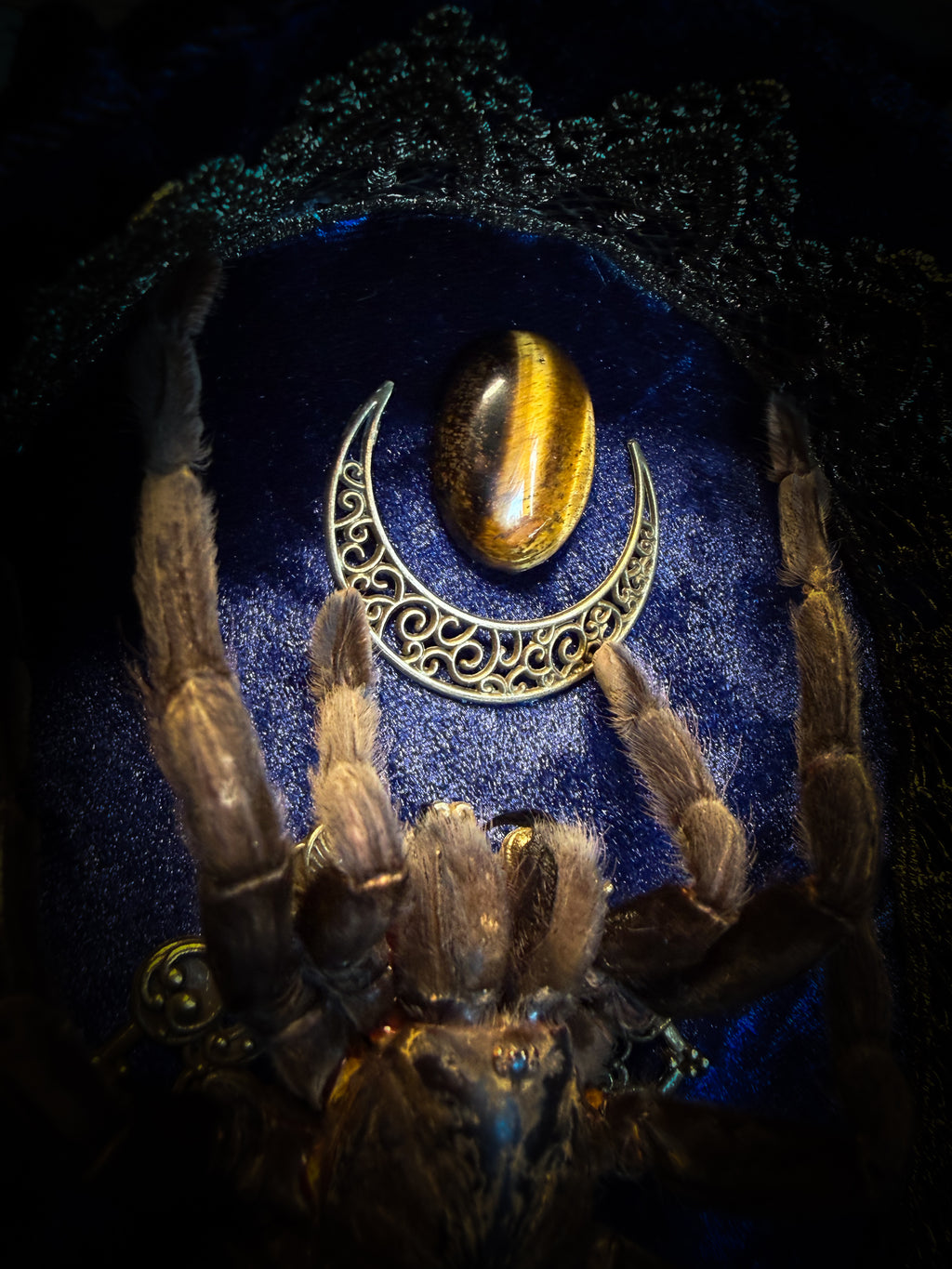 Handmade gothic shadowbox with real tarantula, hand-cast skull, crescent moon and tiger's eye, navy velvet | Morbid Oddities