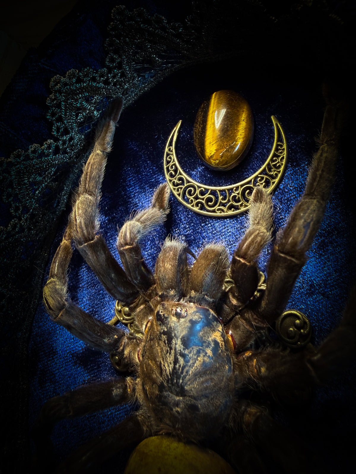 Handmade gothic shadowbox with real tarantula, hand-cast skull, crescent moon and tiger's eye, navy velvet | Morbid Oddities
