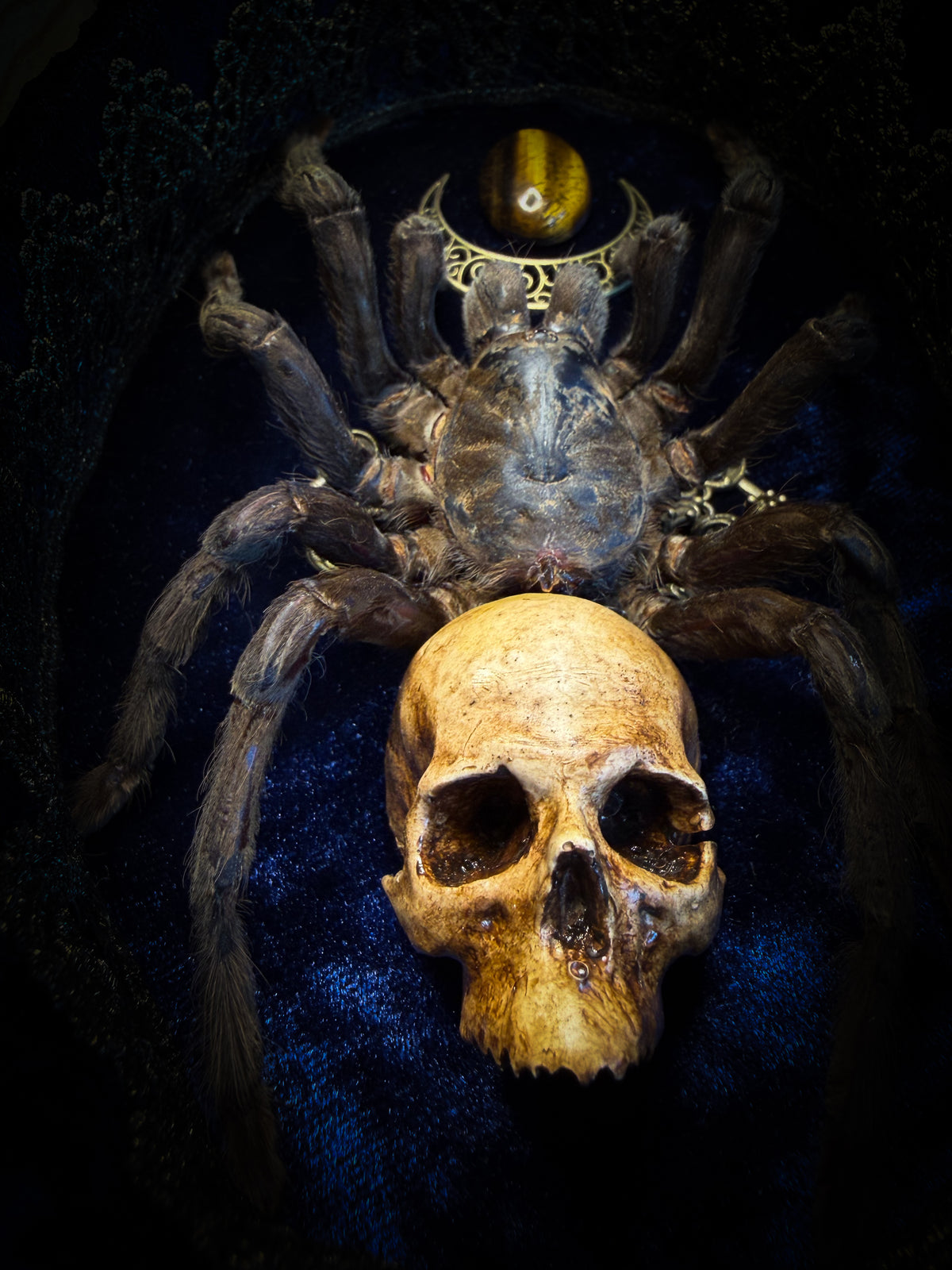 Handmade gothic shadowbox with real tarantula, hand-cast skull, crescent moon and tiger's eye, navy velvet | Morbid Oddities