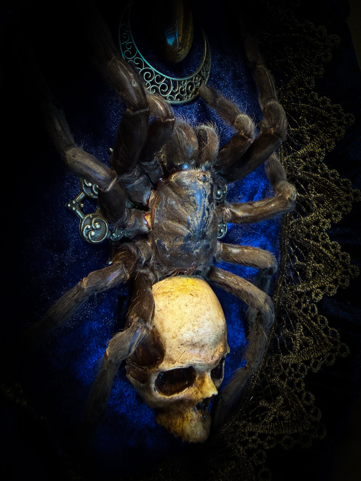 Handmade gothic shadowbox with real tarantula, hand-cast skull, crescent moon and tiger's eye, navy velvet | Morbid Oddities
