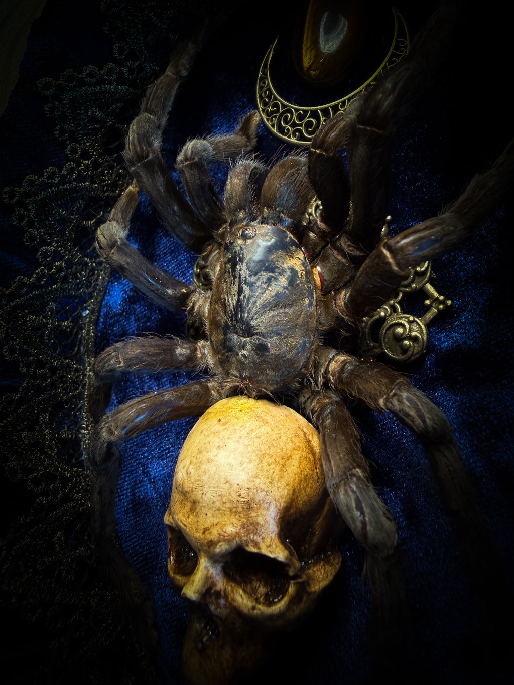 Handmade gothic shadowbox with real tarantula, hand-cast skull, crescent moon and tiger's eye, navy velvet | Morbid Oddities