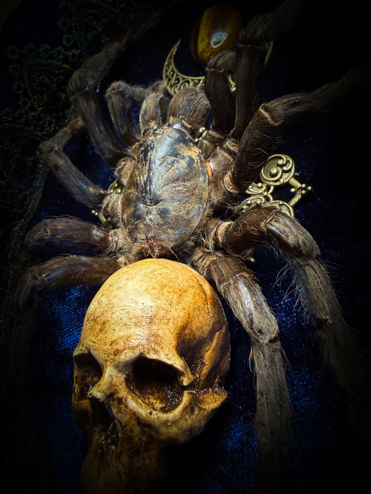 Handmade gothic shadowbox with real tarantula, hand-cast skull, crescent moon and tiger's eye, navy velvet | Morbid Oddities