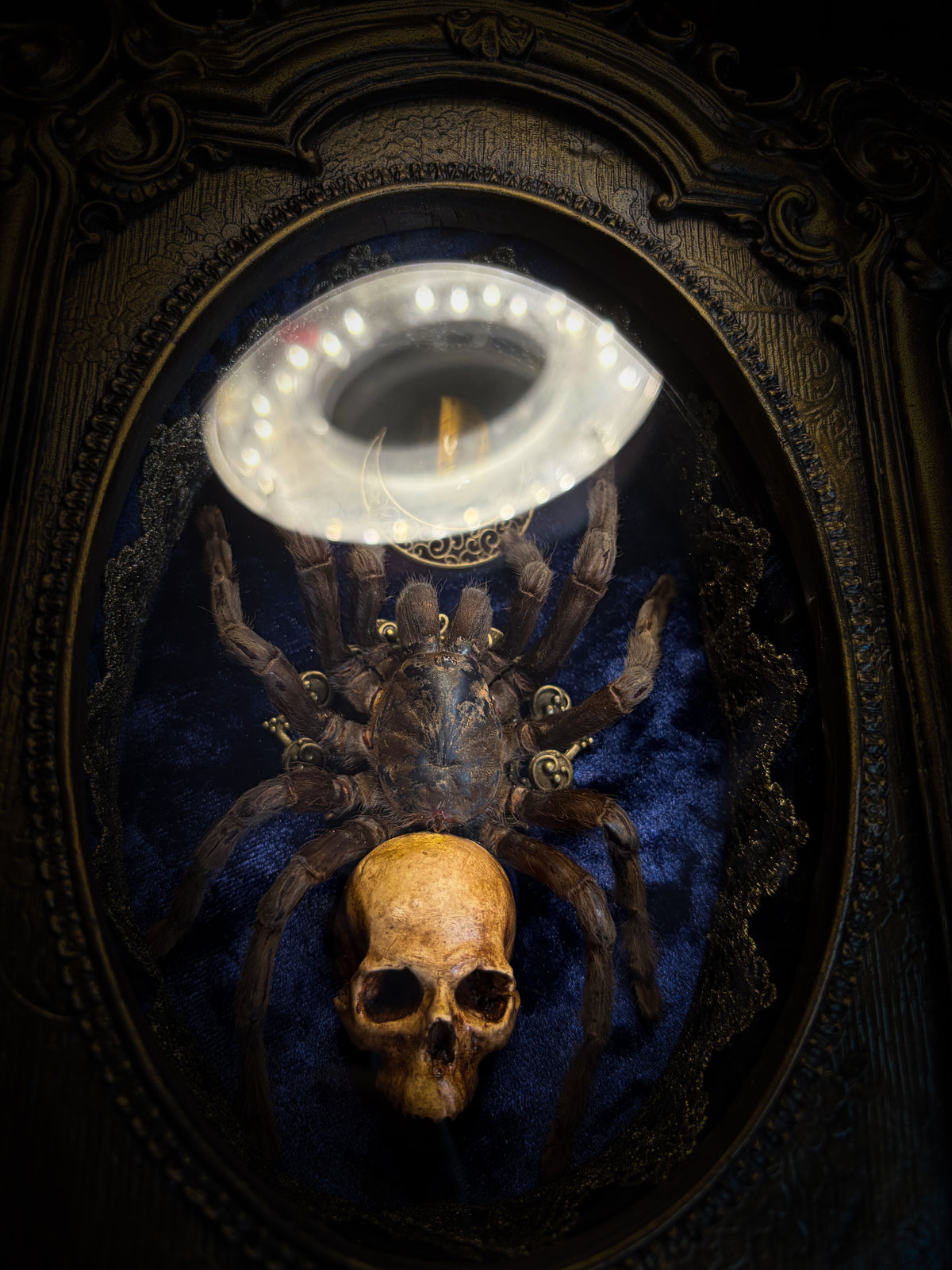 Handmade gothic shadowbox with real tarantula, hand-cast skull, crescent moon and tiger's eye, navy velvet | Morbid Oddities
