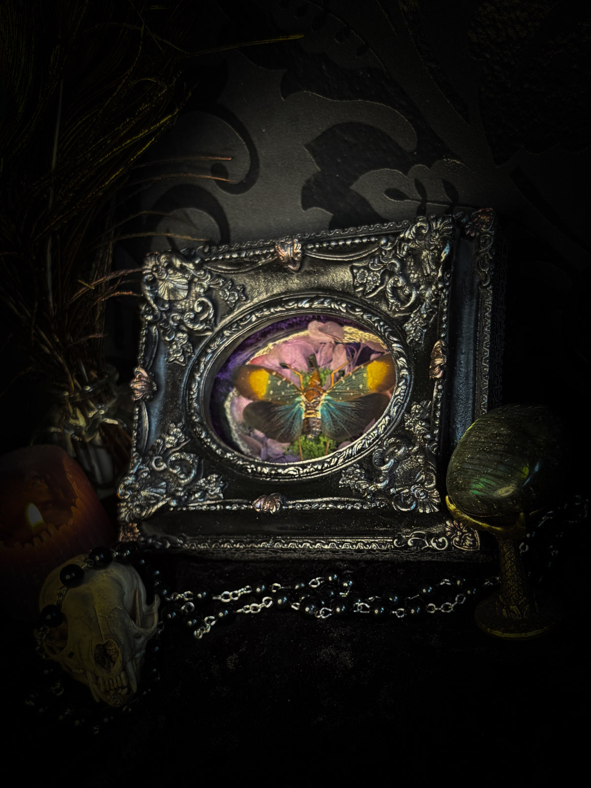 Handmade gothic shadowbox with preserved Pyrops gunji lantern bug, purple velvet and ornate black frame | Morbid Oddities