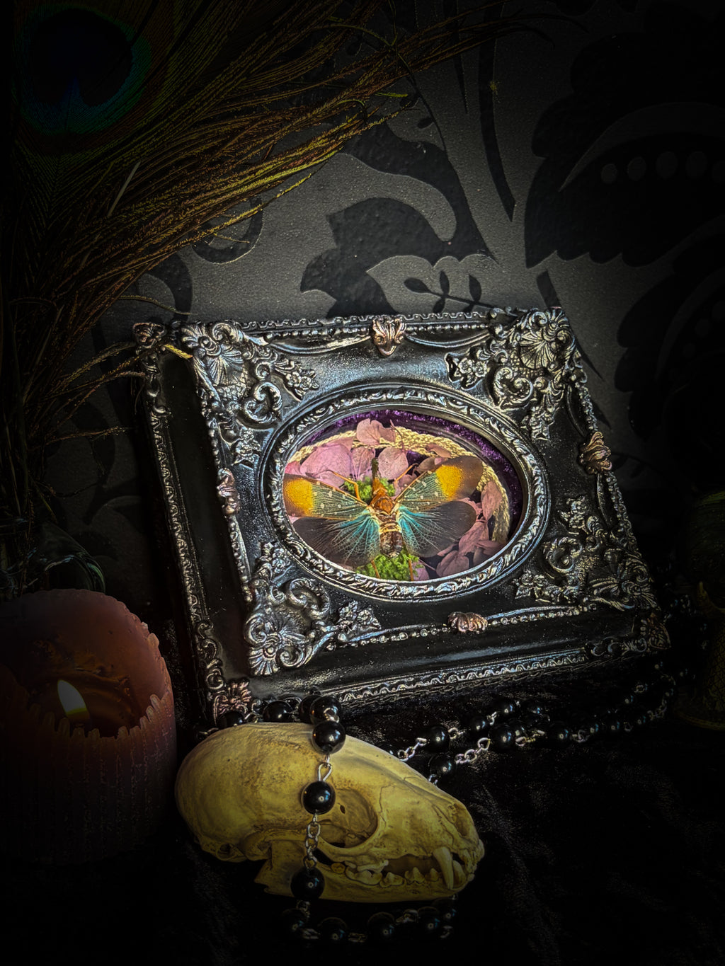 Handmade gothic shadowbox with preserved Pyrops gunji lantern bug, purple velvet and ornate black frame | Morbid Oddities