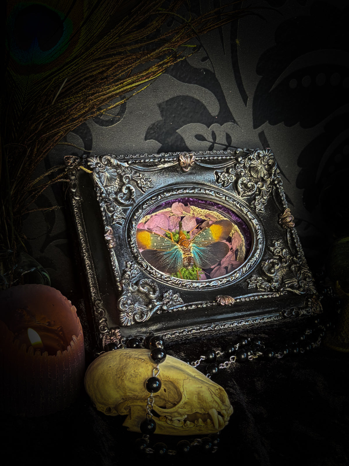 Handmade gothic shadowbox with preserved Pyrops gunji lantern bug, purple velvet and ornate black frame | Morbid Oddities