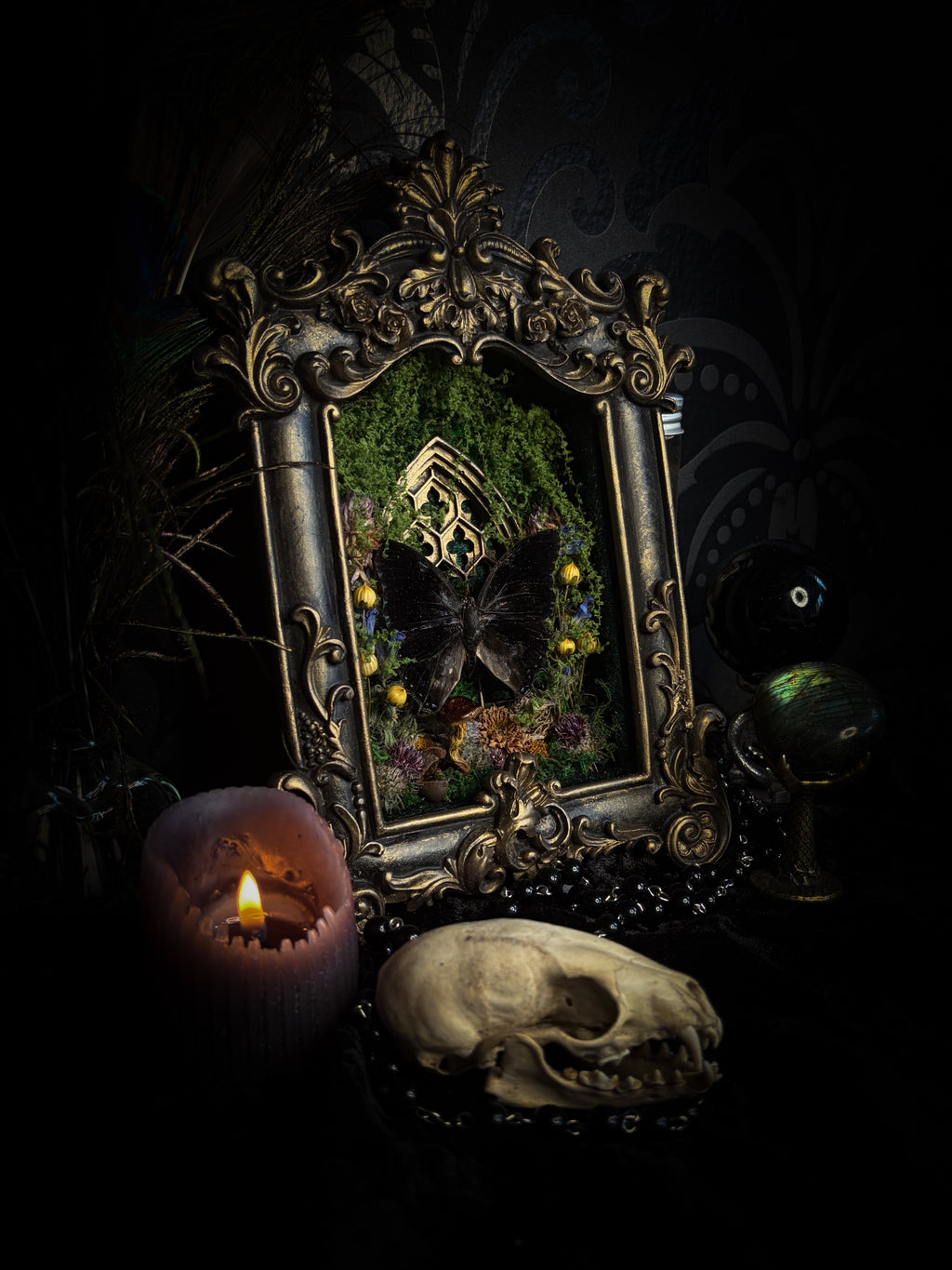 Handmade gothic shadowbox with preserved Charaxes ethalion butterfly, mosses and fungi in ornate gold frame with gothic tracery | Morbid Oddities