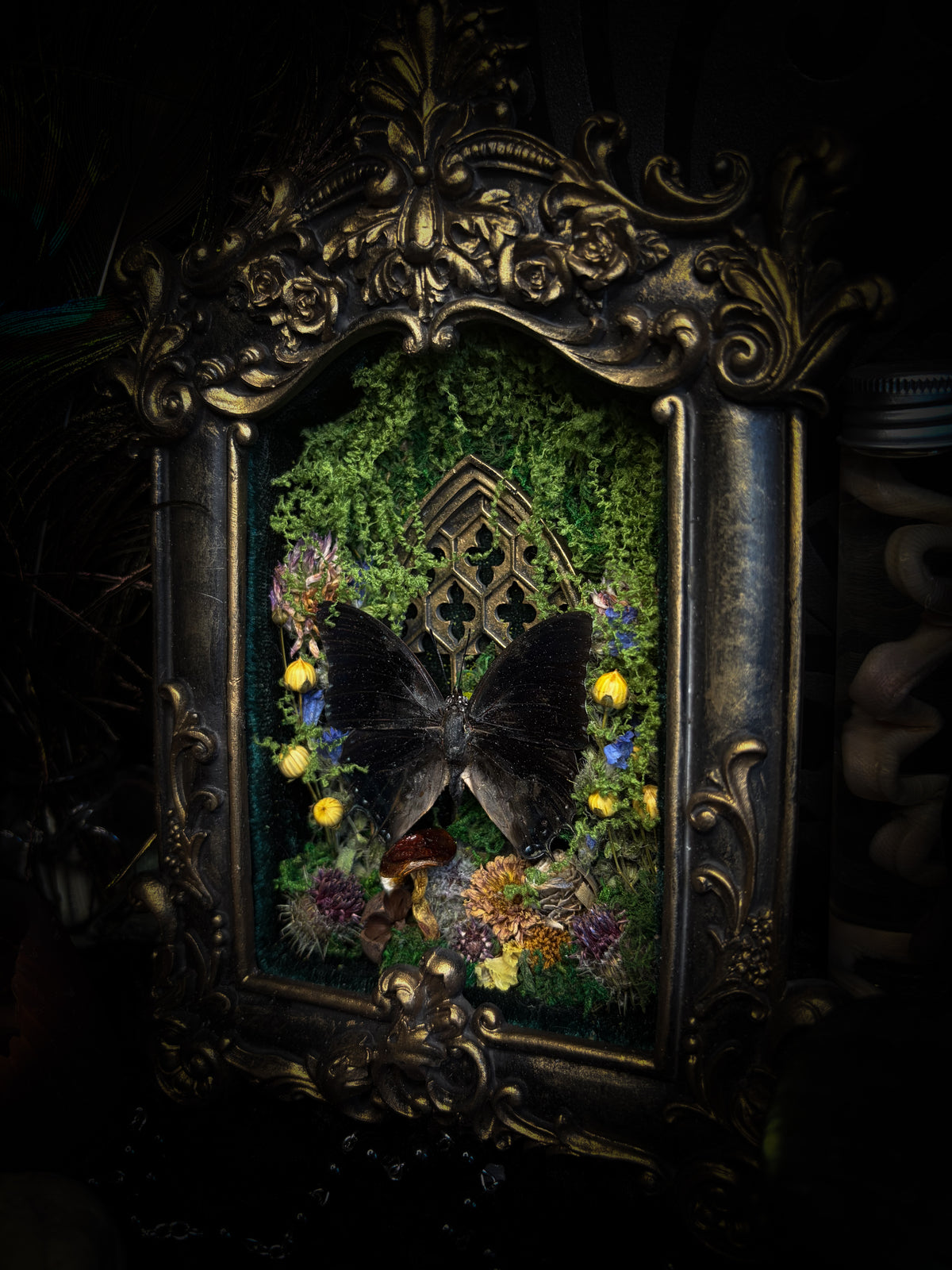 Handmade gothic shadowbox with preserved Charaxes ethalion butterfly, mosses and fungi in ornate gold frame with gothic tracery | Morbid Oddities