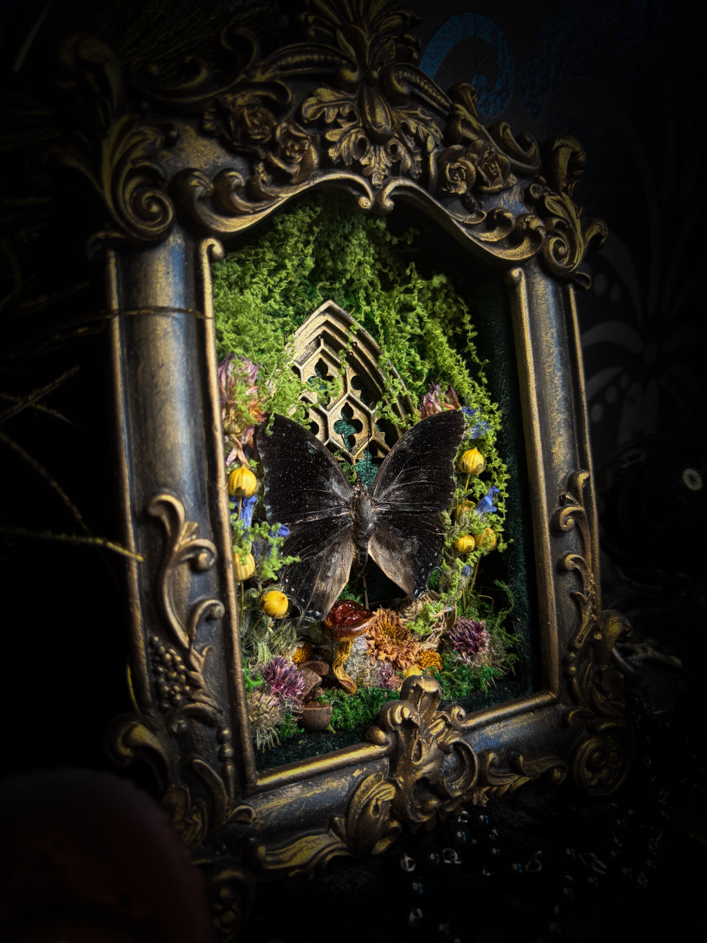Handmade gothic shadowbox with preserved Charaxes ethalion butterfly, mosses and fungi in ornate gold frame with gothic tracery | Morbid Oddities