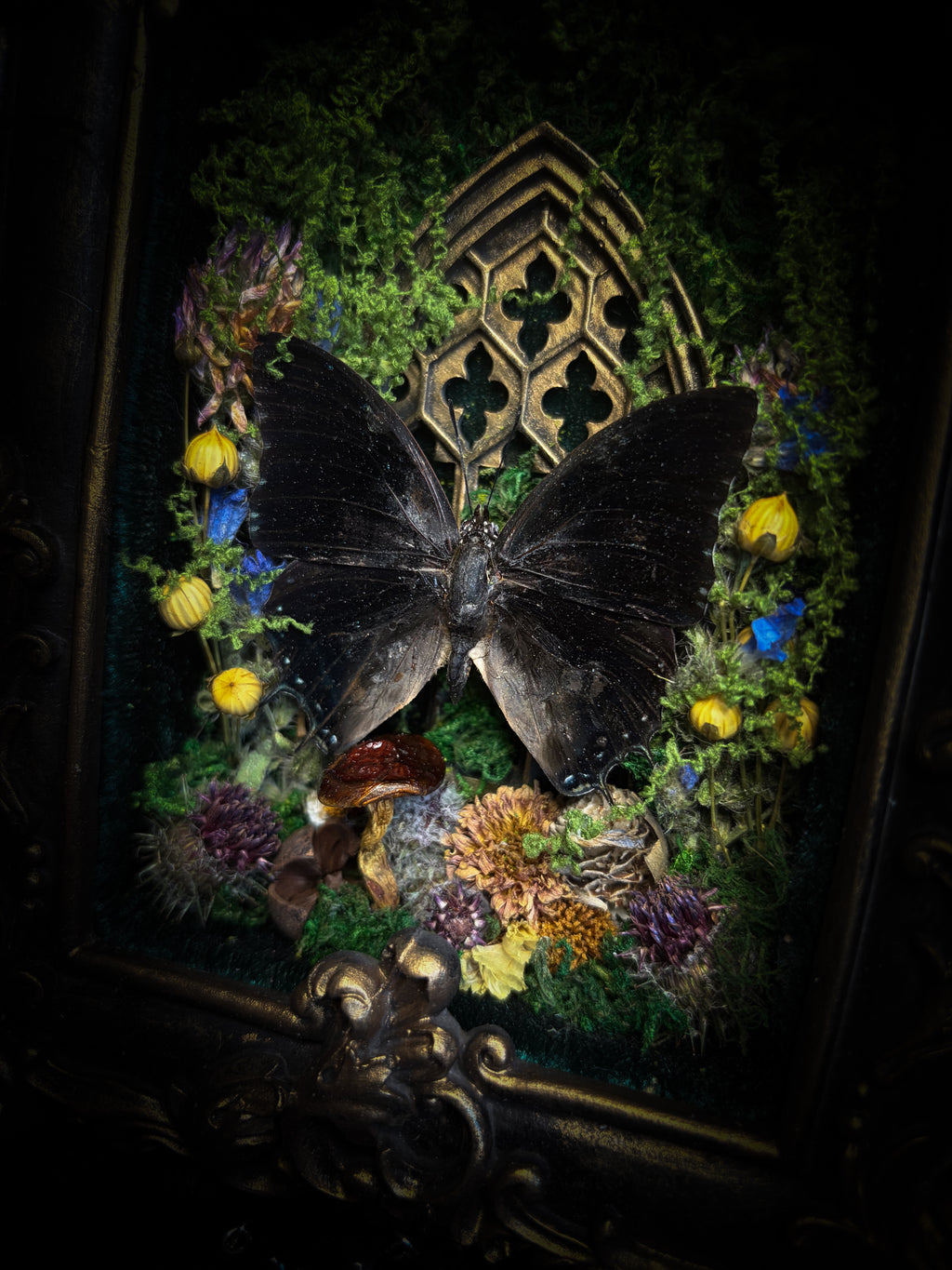 Handmade gothic shadowbox with preserved Charaxes ethalion butterfly, mosses and fungi in ornate gold frame with gothic tracery | Morbid Oddities