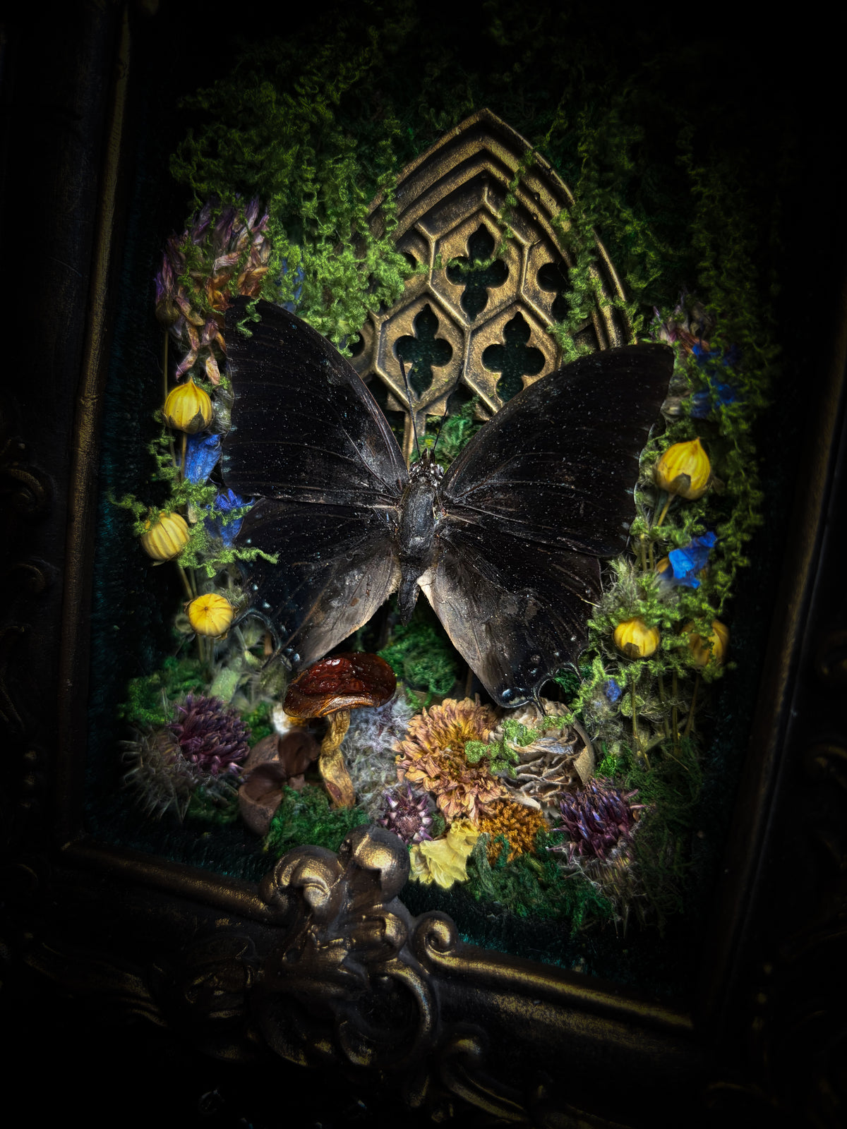 Handmade gothic shadowbox with preserved Charaxes ethalion butterfly, mosses and fungi in ornate gold frame with gothic tracery | Morbid Oddities