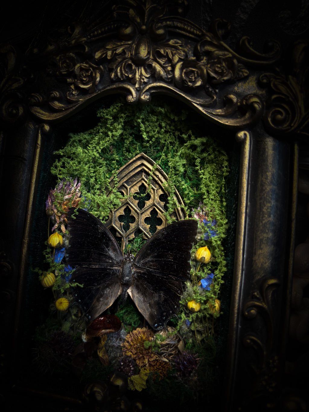 Handmade gothic shadowbox with preserved Charaxes ethalion butterfly, mosses and fungi in ornate gold frame with gothic tracery | Morbid Oddities