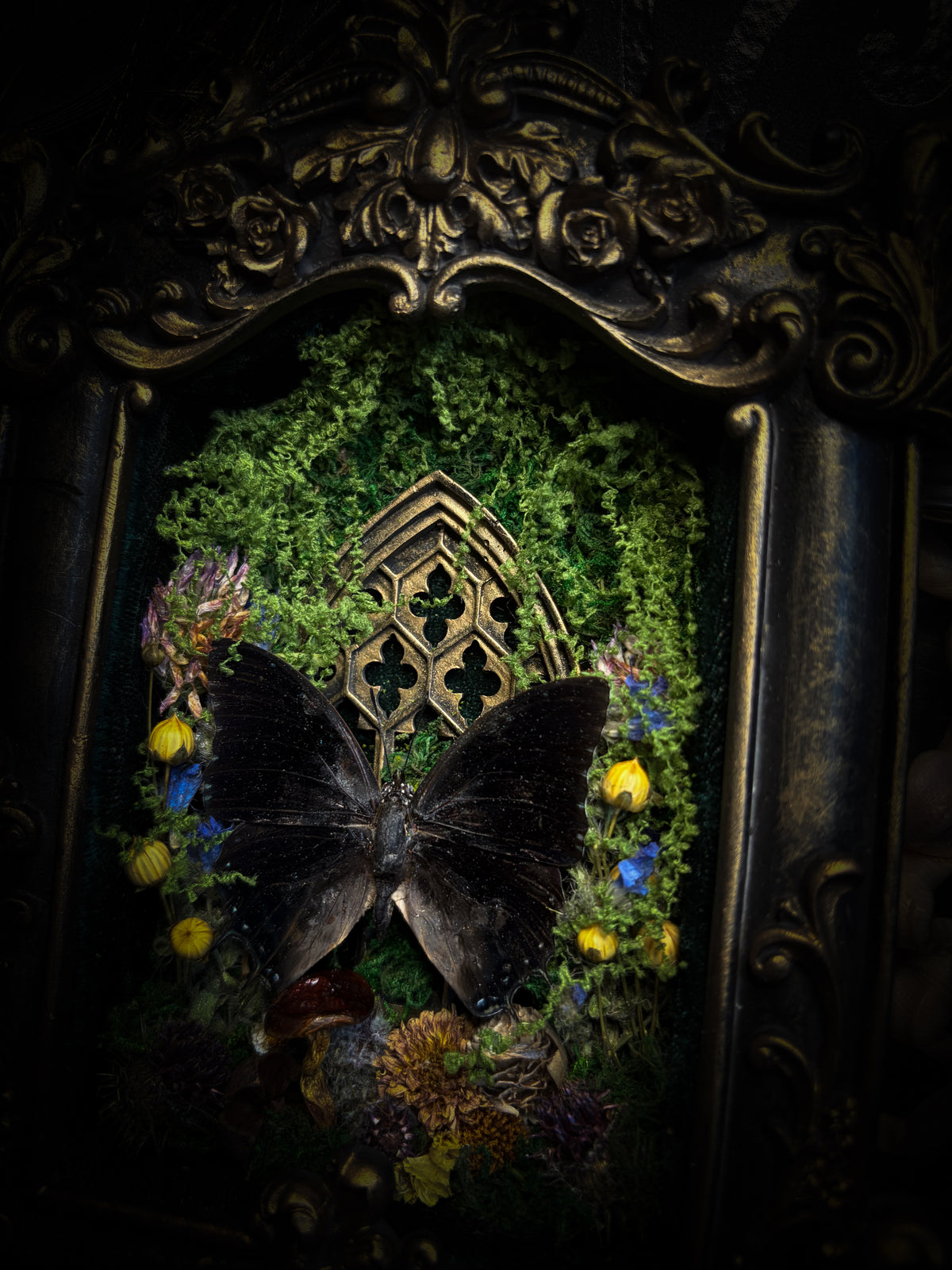 Handmade gothic shadowbox with preserved Charaxes ethalion butterfly, mosses and fungi in ornate gold frame with gothic tracery | Morbid Oddities