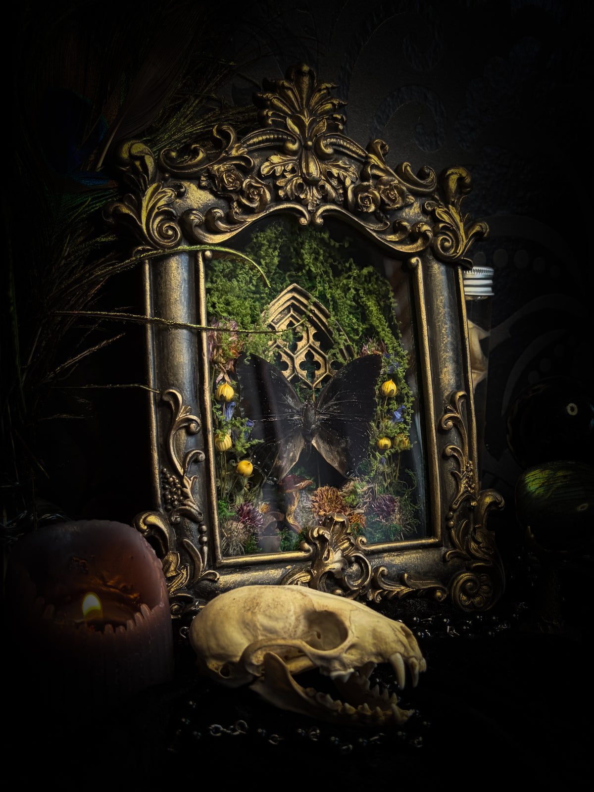 Handmade gothic shadowbox with preserved Charaxes ethalion butterfly, mosses and fungi in ornate gold frame with gothic tracery | Morbid Oddities