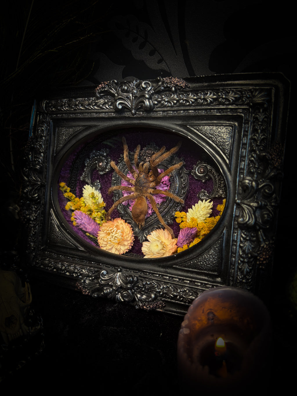 Handmade gothic shadowbox with real tarantula, silver heart frame, violet rose details, black lace and purple velvet | Morbid OdditiesHandmade gothic shadowbox with real tarantula, silver heart frame, violet rose details, black lace and purple velvet | Morbid OdditiesHandmade gothic shadowbox with real tarantula, silver heart frame, violet rose details, black lace and purple velvet | Morbid Oddities