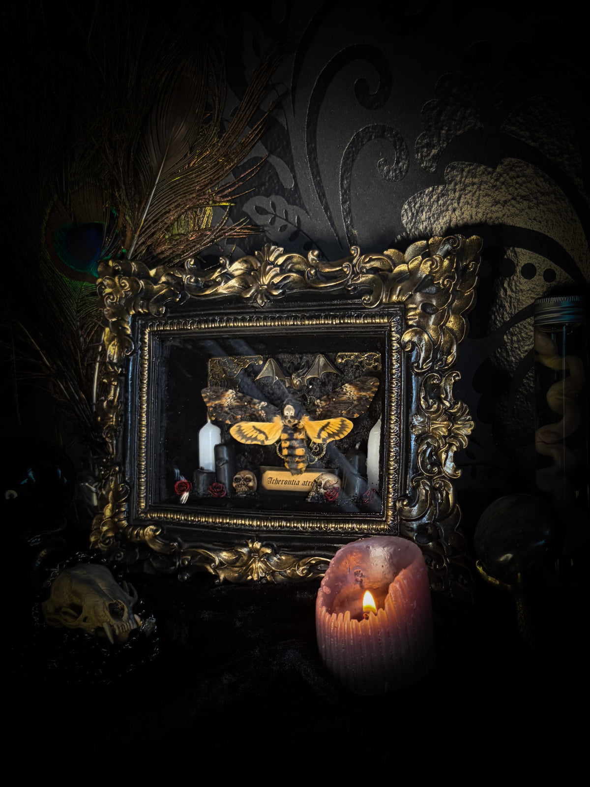 Handmade gothic shadowbox with real Acherontia atropos death's-head hawk-moth, skulls, wax roses and gold bat in ornate black and gold frame | Morbid Oddities