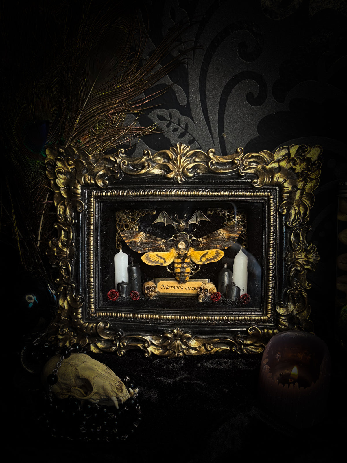 Handmade gothic shadowbox with real Acherontia atropos death's-head hawk-moth, skulls, wax roses and gold bat in ornate black and gold frame | Morbid Oddities