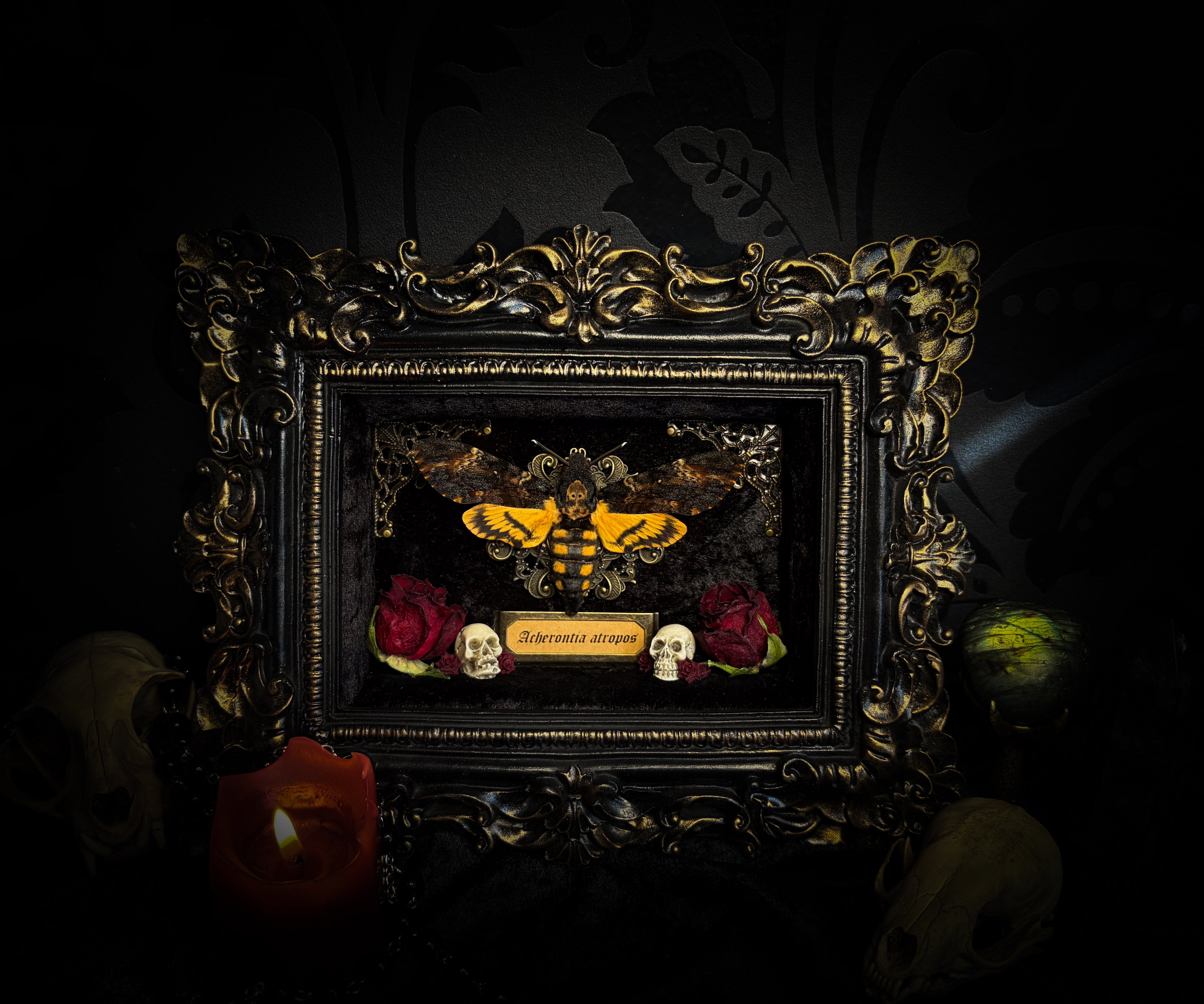 Gothica — handmade gothic shadowbox, made to order. Death's-head hawkmoth on black velvet in hand-cast antique baroque frame with skull embellishment, preserved roses, miniature skulls and Latin species nameplate. Gothic wall decor, 17.5x22.5cm.