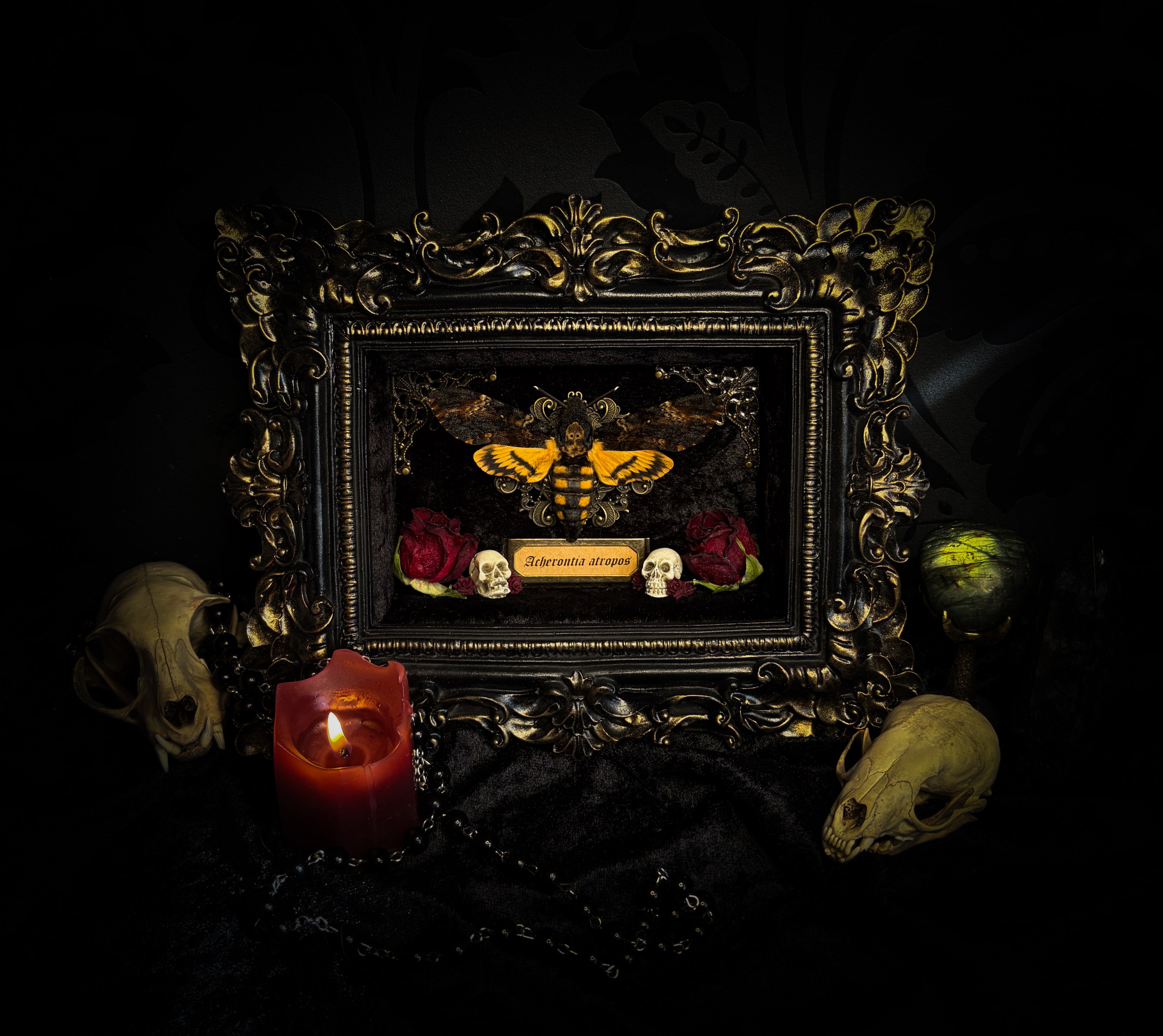 Gothica — handmade gothic shadowbox, made to order. Death's-head hawkmoth on black velvet in hand-cast antique baroque frame with skull embellishment, preserved roses, miniature skulls and Latin species nameplate. Gothic wall decor, 17.5x22.5cm.