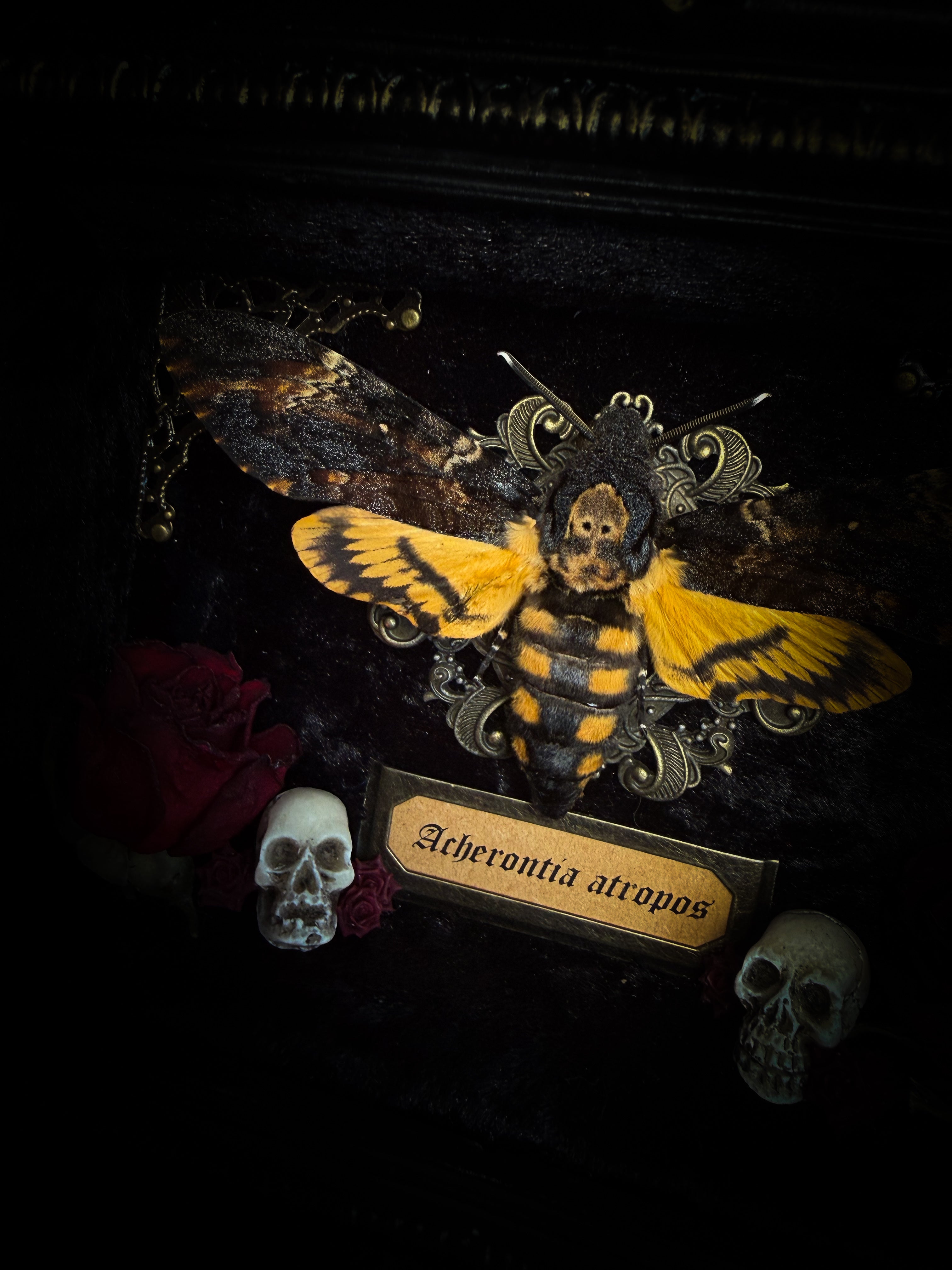 Handmade Gothic Moth Shadowbox — Baroque Frame with Roses & Skull