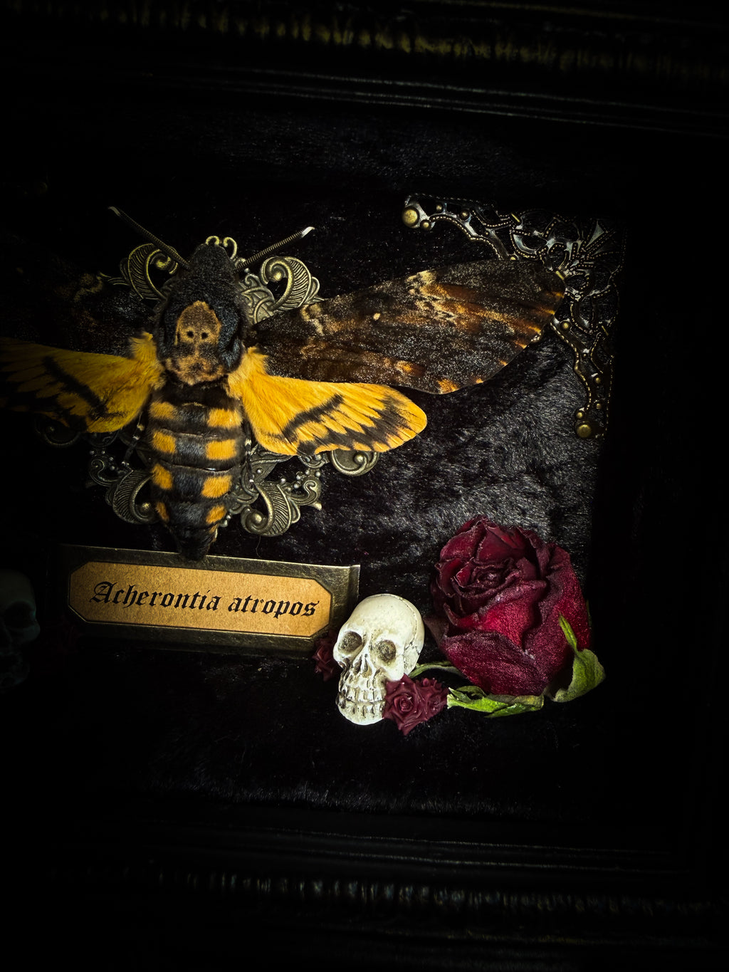Gothica — handmade gothic shadowbox, made to order. Death's-head hawkmoth on black velvet in hand-cast antique baroque frame with skull embellishment, preserved roses, miniature skulls and Latin species nameplate. Gothic wall decor, 17.5x22.5cm.