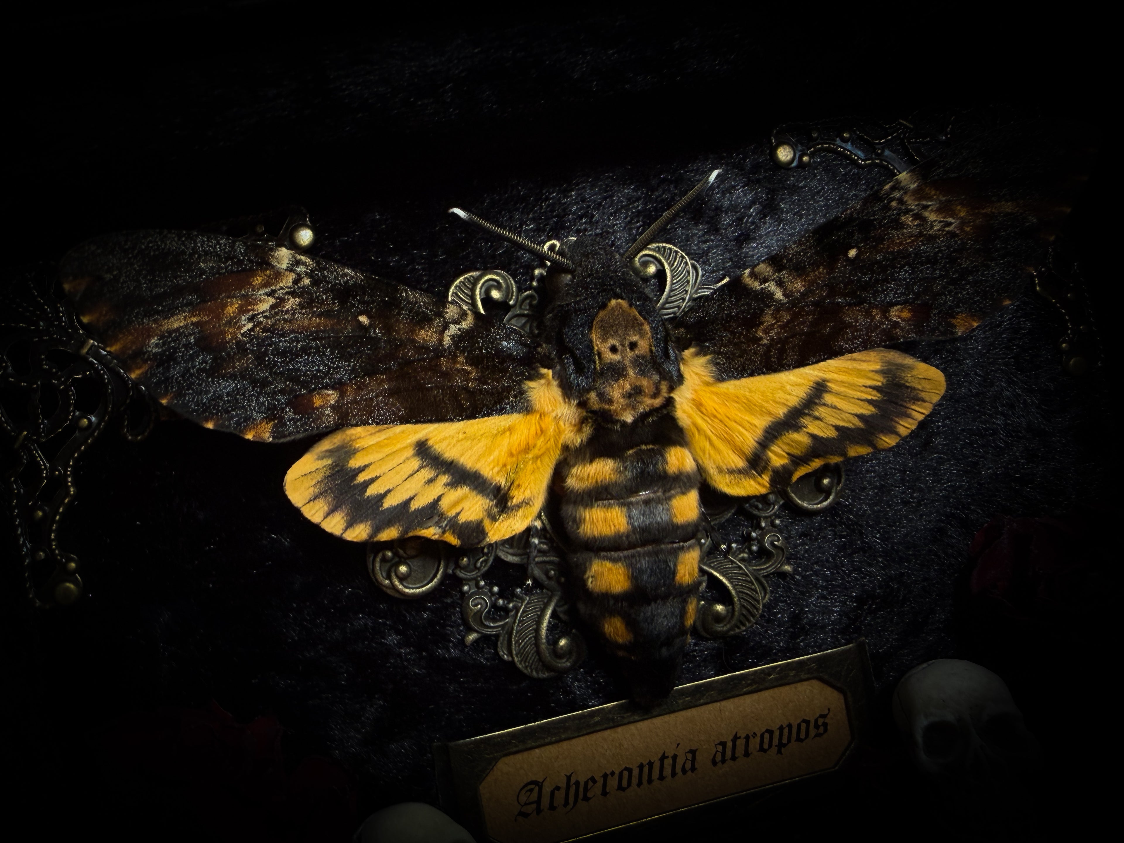 Gothica — handmade gothic shadowbox, made to order. Death's-head hawkmoth on black velvet in hand-cast antique baroque frame with skull embellishment, preserved roses, miniature skulls and Latin species nameplate. Gothic wall decor, 17.5x22.5cm.