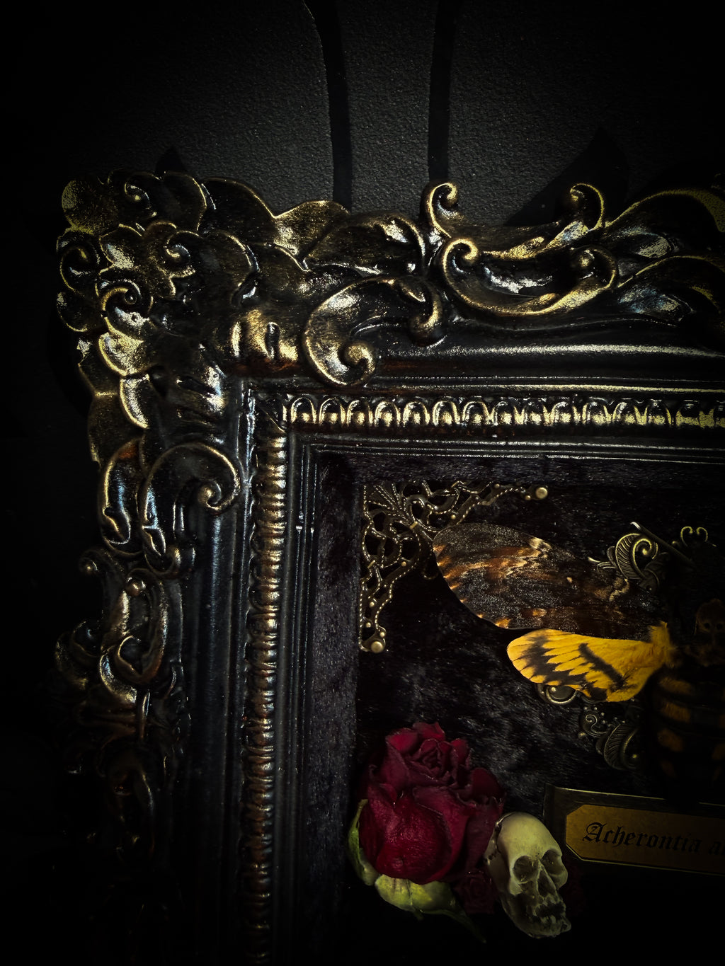 Gothica — handmade gothic shadowbox, made to order. Death's-head hawkmoth on black velvet in hand-cast antique baroque frame with skull embellishment, preserved roses, miniature skulls and Latin species nameplate. Gothic wall decor, 17.5x22.5cm.